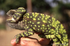 Chamaeleo africanus