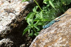 Acanthocercus cf. atricollis