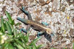 Acanthocercus cf. atricollis