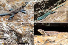 Acanthocercus cf. atricollis