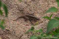 Acanthocercus guentherpetersi