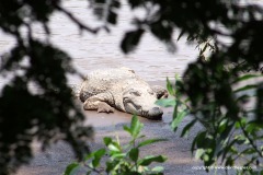 Crocodylus niloticus