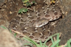 Echis cf. varius