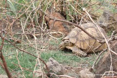 Stigmochelys pardalis