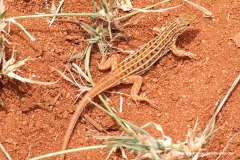 Heliobolus spekii