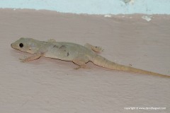Hemidactylus flaviviridis