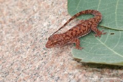 Hemidactylus macropholis