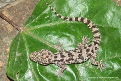 Hemidactylus sinaitus