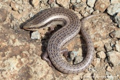 Chalcides ocellatus