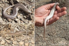 Chalcides ocellatus