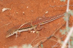 Latastia caeruleopunctata