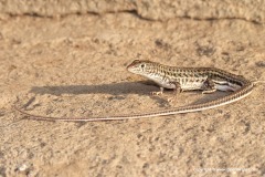 Latastia doriai