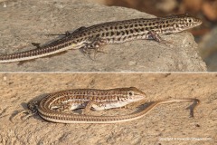 Latastia doriai
