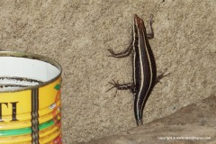 Trachylepis quinquetaeniata