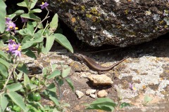 Trachylepis striata
