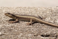 Trachylepis striata