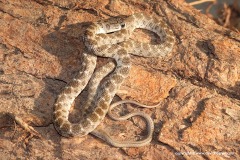 Platyceps taylori