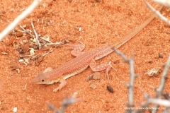 Pseuderemias brenneri