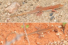 Pseuderemias brenneri