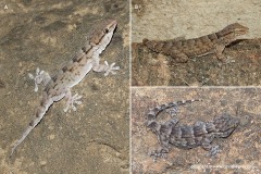 Tarentola annularis
