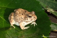Tomopterna kachowskii