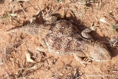 Xenagama wilmsi