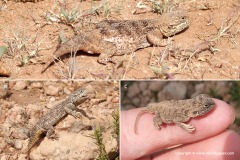 Xenagama wilmsi