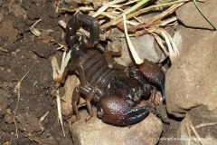 Pandinus mazuchi
