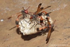 Vespoidea sp.