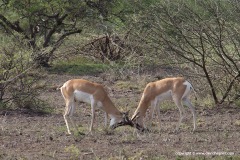 Gazella soemmerringii butteri
