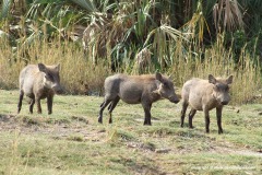 Phacochoerus aethiopicus
