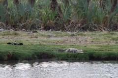 Crocodylus niloticus