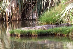 Crocodylus niloticus