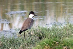 Vanellus spinosus