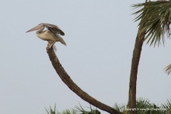 Pelecanus onocrotalus