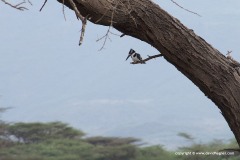 Ceryle rudis