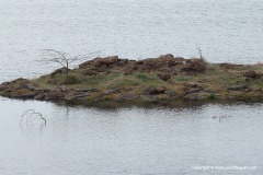 Crocodylus niloticus
