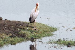 Mycteria ibis