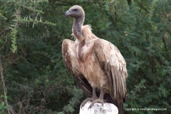 Gyps africanus