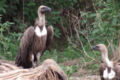 Gyps africanus