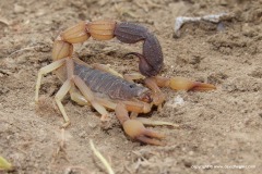 Scorpionida sp.