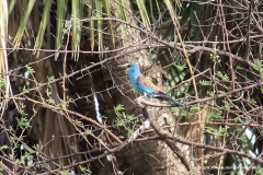Coracias abyssinicus