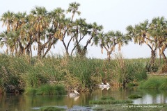 Pelecanus onocrotalus
