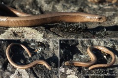 Anguis colchica
