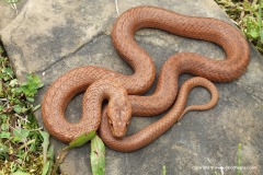Coronella austriaca