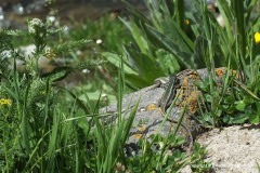 Darevskia caucasica