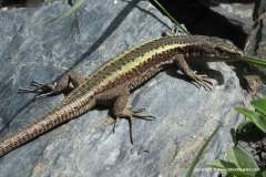 Darevskia caucasica