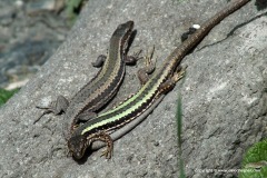 Darevskia caucasica