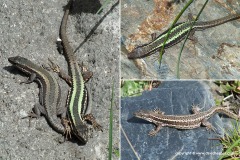 Darevskia caucasica