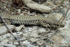Darevskia portschinskii